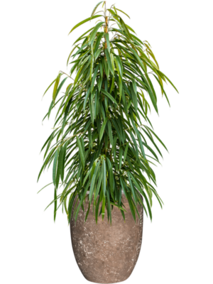 Ficus binnendijkii 'Alii' en Baq Polystone Coated Plain