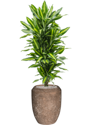 Dracaena fragrans 'Cintho' en Baq Polystone Coated Plain