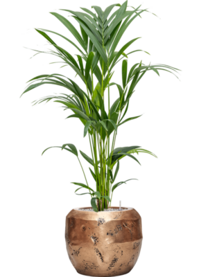 Kentia (Howea) forsteriana en Baq Opus Raw