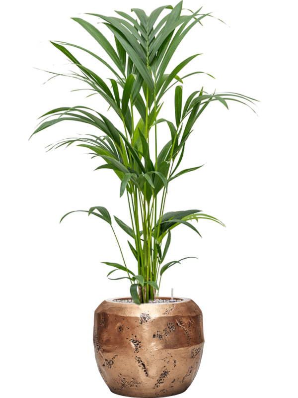 Kentia (Howea) forsteriana en Baq Opus Raw
