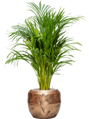 Dypsis (Areca) lutescens en Baq Opus Raw