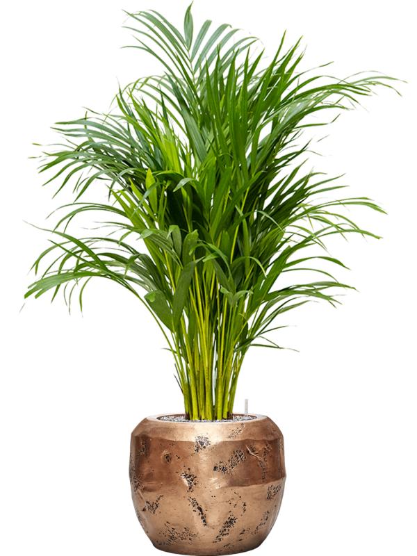 Dypsis (Areca) lutescens en Baq Opus Raw