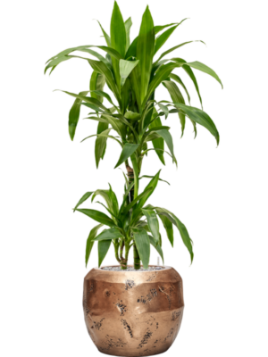 Dracaena fragrans 'Janet Craig' en Baq Opus Raw