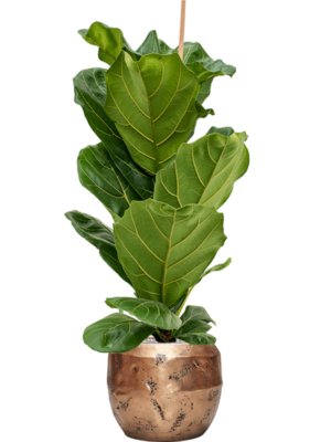 Ficus lyrata en Baq Opus Raw