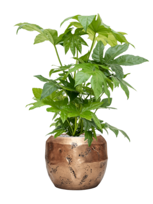 Fatsia japonica en Baq Opus Raw
