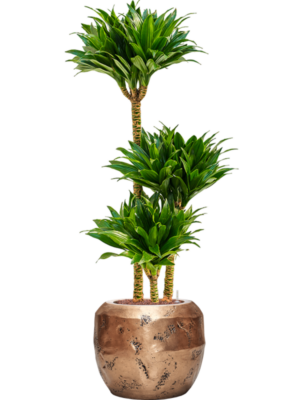 Dracaena fragrans 'Compacta' en Baq Opus Raw