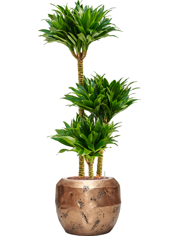 Dracaena fragrans 'Compacta' en Baq Opus Raw
