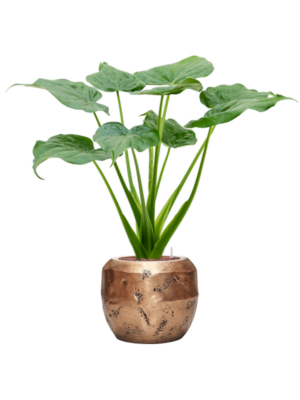 Alocasia cucullata en Baq Opus Raw