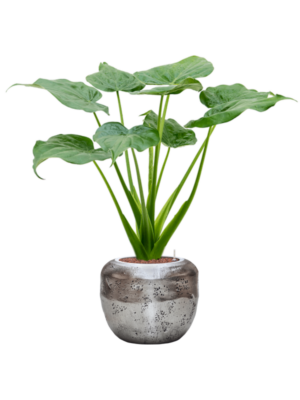 Alocasia cucullata en Baq Opus Raw