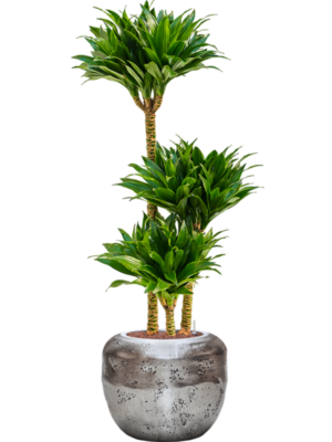 Dracaena fragrans 'Compacta' en Baq Opus Raw
