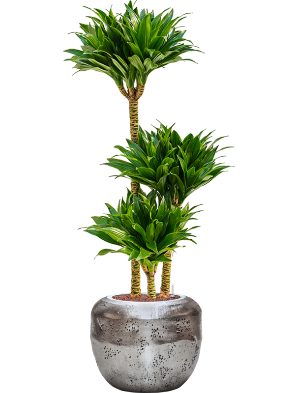 Dracaena fragrans 'Compacta' en Baq Opus Raw