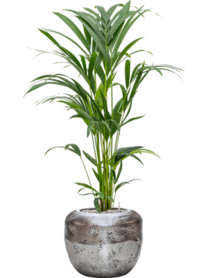 Kentia (Howea) forsteriana en Baq Opus Raw