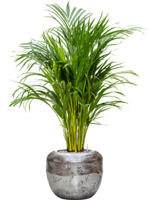 Dypsis (Areca) lutescens en Baq Opus Raw