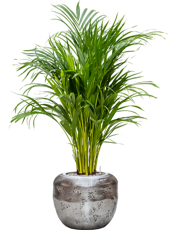 Dypsis (Areca) lutescens en Baq Opus Raw