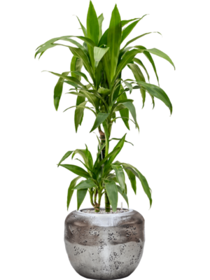 Dracaena fragrans 'Janet Craig' en Baq Opus Raw