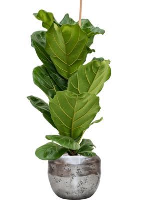 Ficus lyrata en Baq Opus Raw