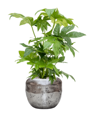 Fatsia japonica en Baq Opus Raw