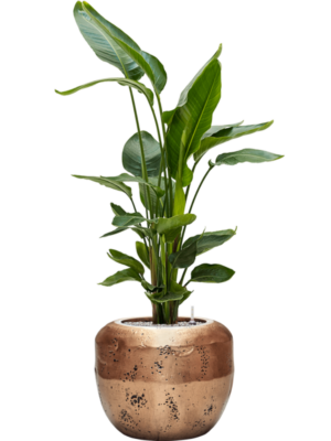 Strelitzia nicolai en Baq Opus Raw