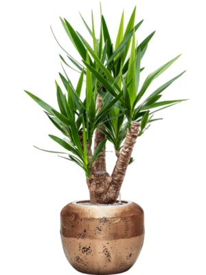 Yucca elephantipes en Baq Opus Raw