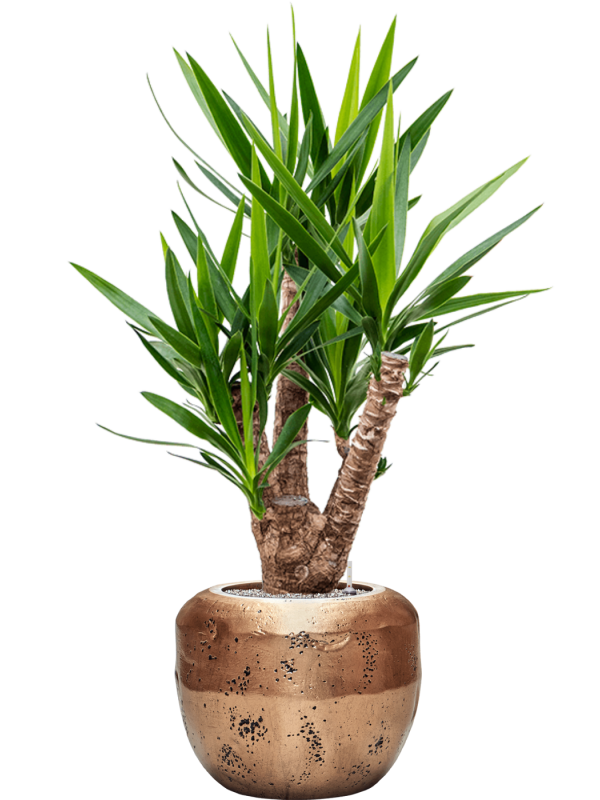 Yucca elephantipes en Baq Opus Raw