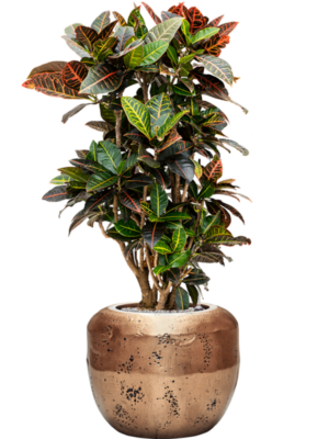 Croton (Codiaeum) variegatum 'Petra' en Baq Opus Raw
