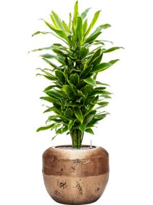 Dracaena fragrans 'Golden Coast' en Baq Opus Raw