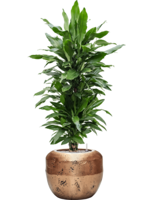 Dracaena fragrans 'Janet Lind' en Baq Opus Raw