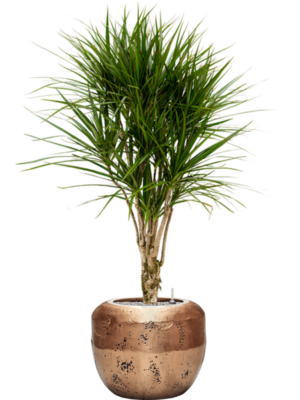 Dracaena marginata en Baq Opus Raw