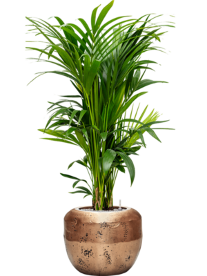 Kentia (Howea) forsteriana en Baq Opus Raw