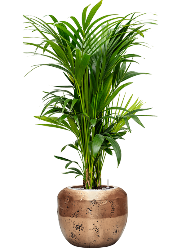 Kentia (Howea) forsteriana en Baq Opus Raw