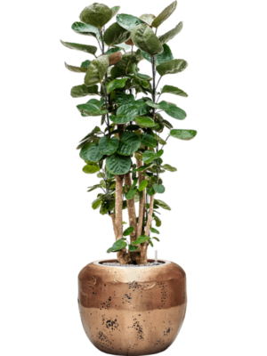 Aralia (polyscias) fabian en Baq Opus Raw