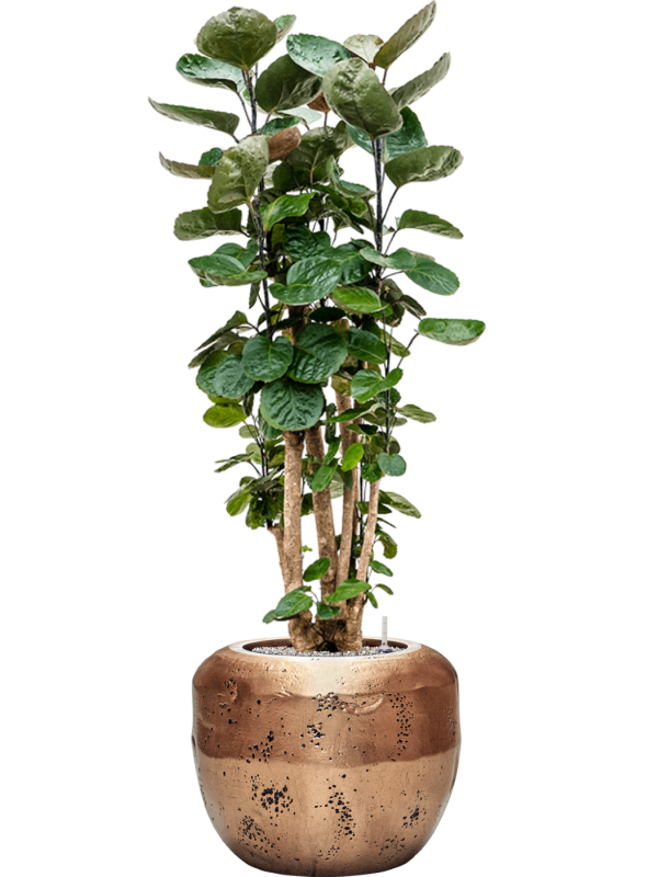Aralia (polyscias) fabian en Baq Opus Raw