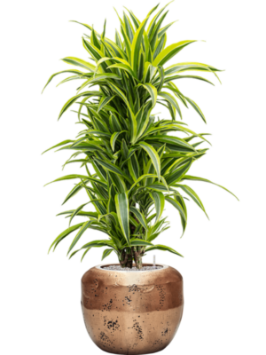 Dracaena fragrans 'Lemon Lime' en Baq Opus Raw