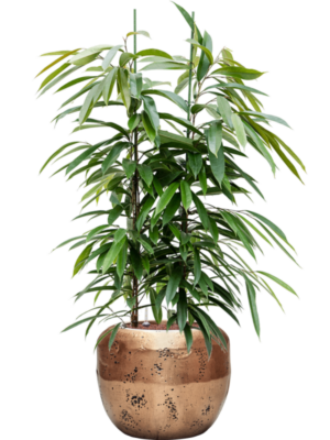 Ficus binnendijkii 'Amstel King' en Baq Opus Raw