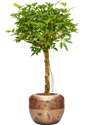 Schefflera arboricola 'Compacta' en Baq Opus Raw