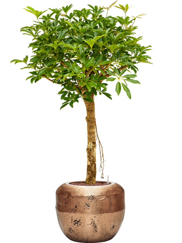 Schefflera arboricola 'Compacta' en Baq Opus Raw