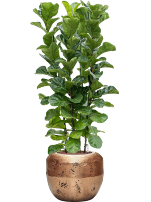 Ficus lyrata 'Bambino' en Baq Opus Raw