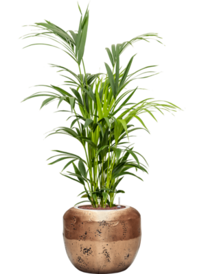 Kentia (Howea) forsteriana en Baq Opus Raw