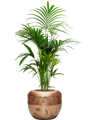 Kentia (Howea) forsteriana en Baq Opus Raw