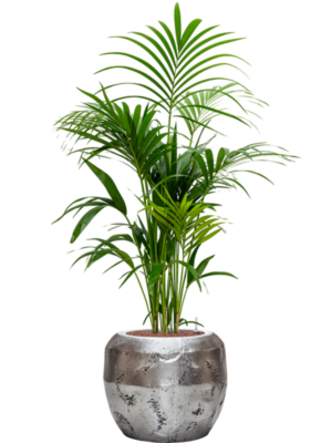 Kentia (Howea) forsteriana en Baq Opus Raw