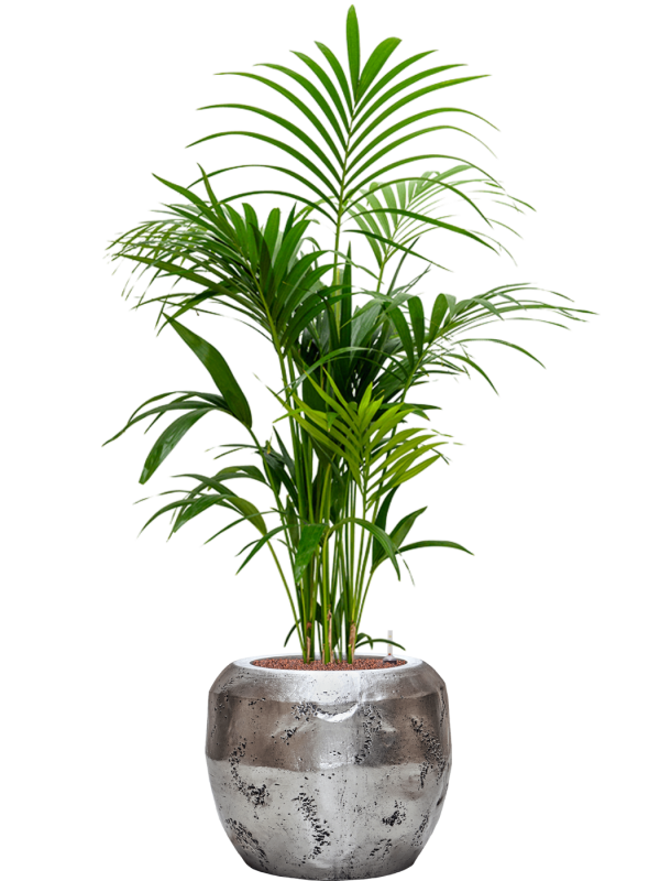 Kentia (Howea) forsteriana en Baq Opus Raw
