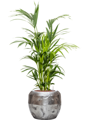 Kentia (Howea) forsteriana en Baq Opus Raw