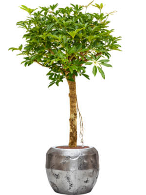 Schefflera arboricola 'Compacta' en Baq Opus Raw