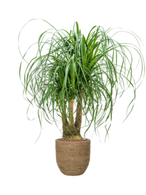 Beaucarnea recurvata en Bohemian