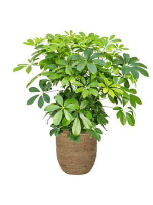 Schefflera arboricola 'Compacta' en Bohemian
