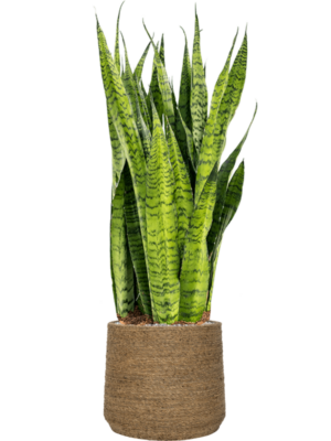Sansevieria zeylanica en Bohemian
