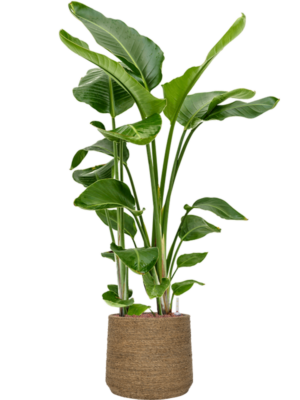 Strelitzia nicolai en Bohemian