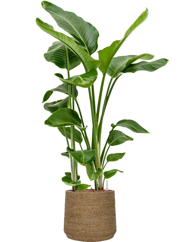 Strelitzia nicolai en Bohemian, Pottery Pots