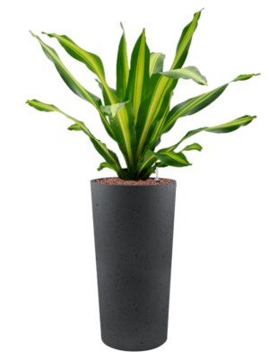 Dracaena fragrans 'Burley' en Grigio