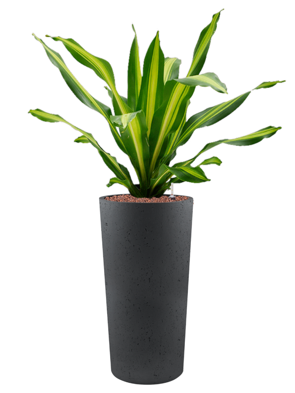 Dracaena fragrans 'Burley' en Grigio, Luca Lifestyle